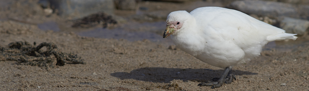 SNOWY SHEATHBILL Chionis alba 